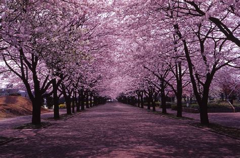 cherry blossoms philippines.